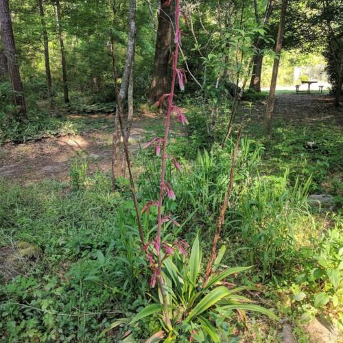 Magenta flowers and stem, green leaves.