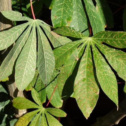 Green leaves with maroon petiole, yellow midrib and veins