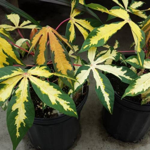 large, palmately lobed, dark-green-white-yellow, smooth leaves and burgundy, smooth stems