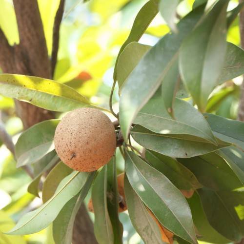round, rough, beige fruit with lanceolate, shiny, green leaves, and woody, brown stem