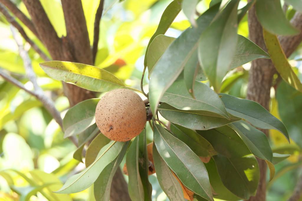 round, rough, beige  fruit with lanceolate, shiny, green leaves, and woody, brown stem