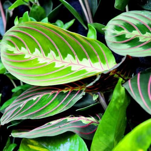 Green leaves with lime-green center, gray stems, pink midrib and veins, 