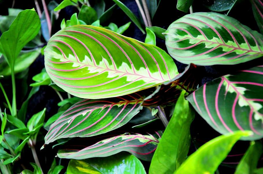 Green leaves with lime-green center, gray stems, pink midrib and veins, 
