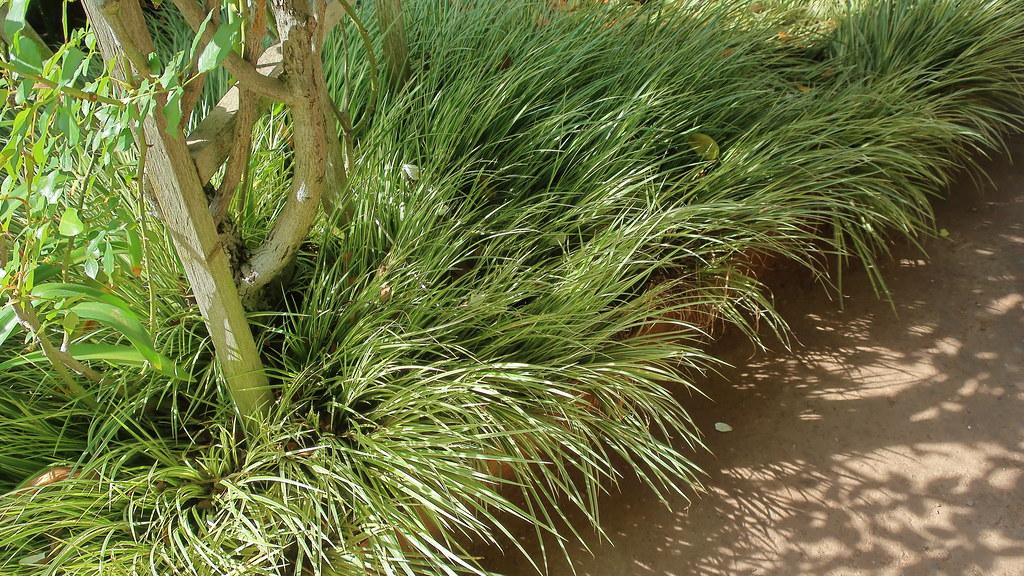 Long grass-type green leaves and beige stem