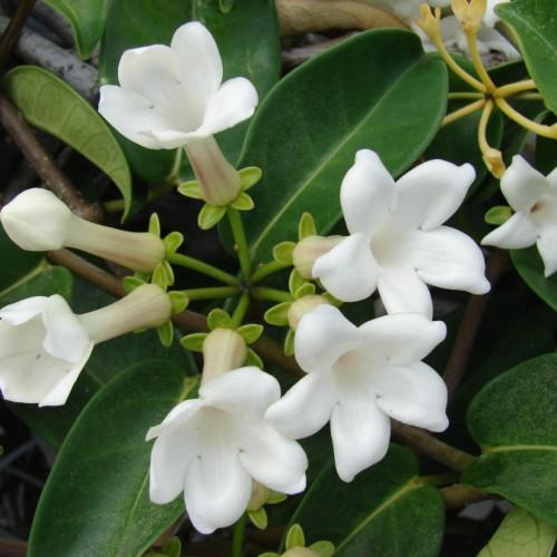 White flower with lime sepal and petiole, yellow buds, brown stemsm green leaves, yellow midrib and veins.