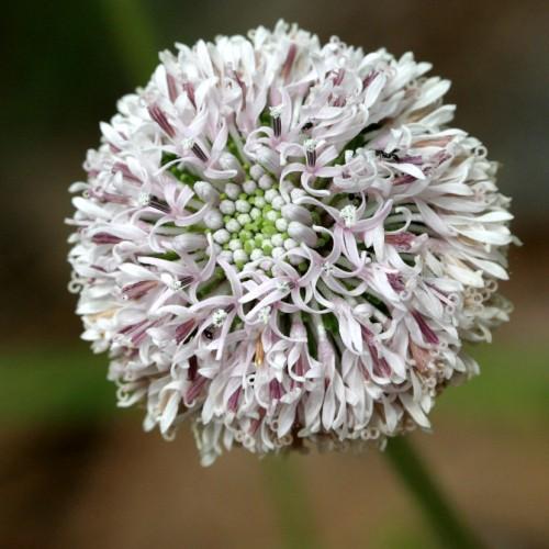 White flowers with stigma and white style, white anthers burgundy filaments, white petiolem green-white buds.