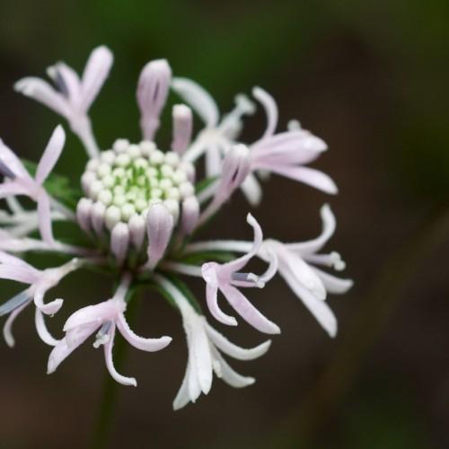 Light-pink flower and center, green sepal.