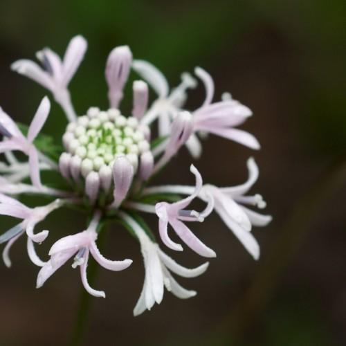 Magenta-white flowers with buds, white stigma, light-violet style, green sepals