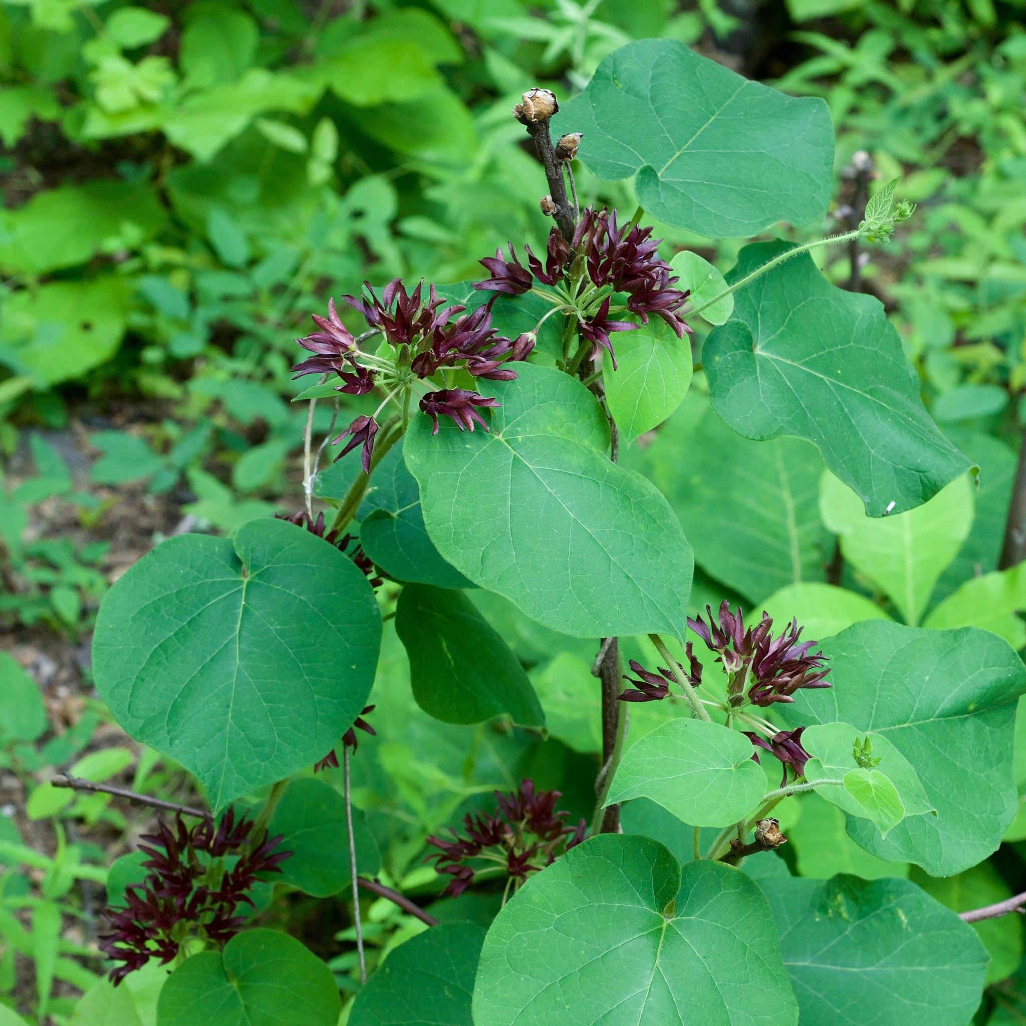 Dark-burgundy flower, light-green pedicel, midribs, veins and green leaves and dark-brown stem.