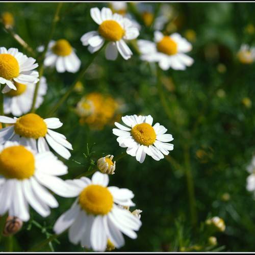 bright-white, daisy-like flowers with yellow stamens and green, slender stems