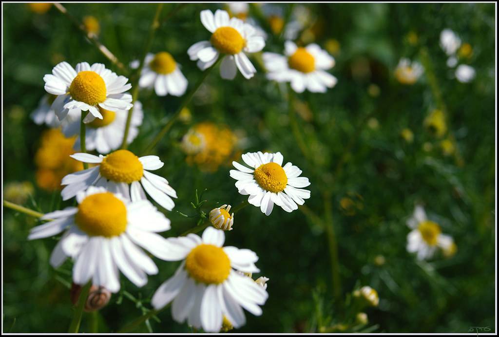 bright-white, daisy-like flowers with yellow stamens and green, slender stems