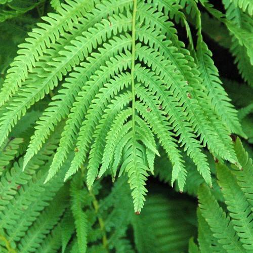 bright-green, smooth, large leaves with green stem