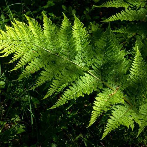 bright-green, pinnately-compound, shiny leaves with glossy, green stalk