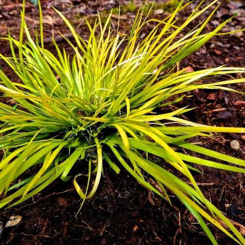 green-yellow leaves, growing out of the soil.