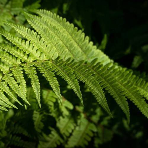 deeply-lobed, kelly-green leaves