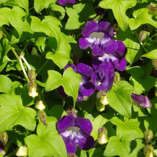 velvety, royal-violet flowers with white centers, glossy, green, palmately leaves, and creamy-green, shiny stems