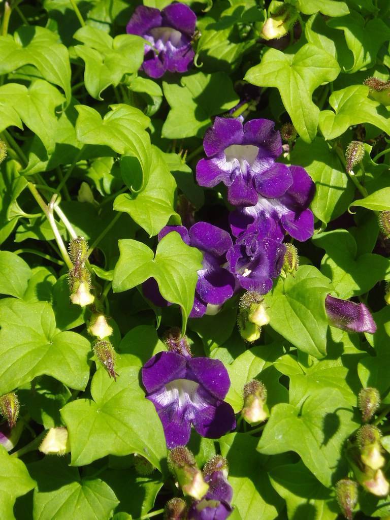 velvety, royal-violet flowers with white centers, glossy, green, palmately leaves, and creamy-green, shiny stems
