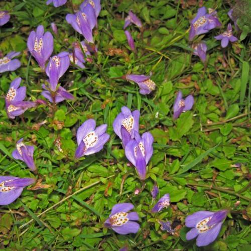 small, purple flowers, white center with brown spots, green stems, and small, green leaves 