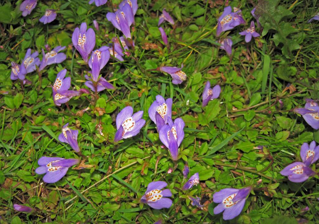 small, purple flowers, white center with brown spots, green stems, and small, green leaves 