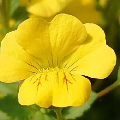 Yellow flower with anthers , lime stems and green leaves.