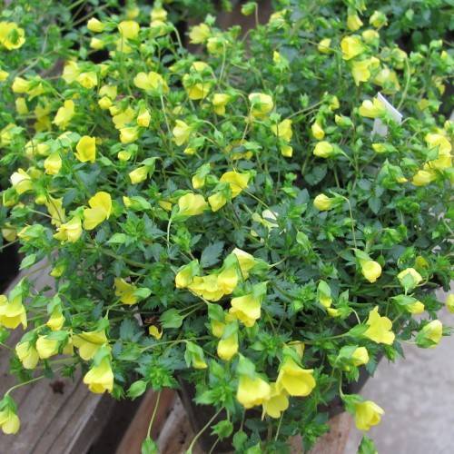 bright-yellow, funnel-like flowers with green sepals, green leaves, and green stems