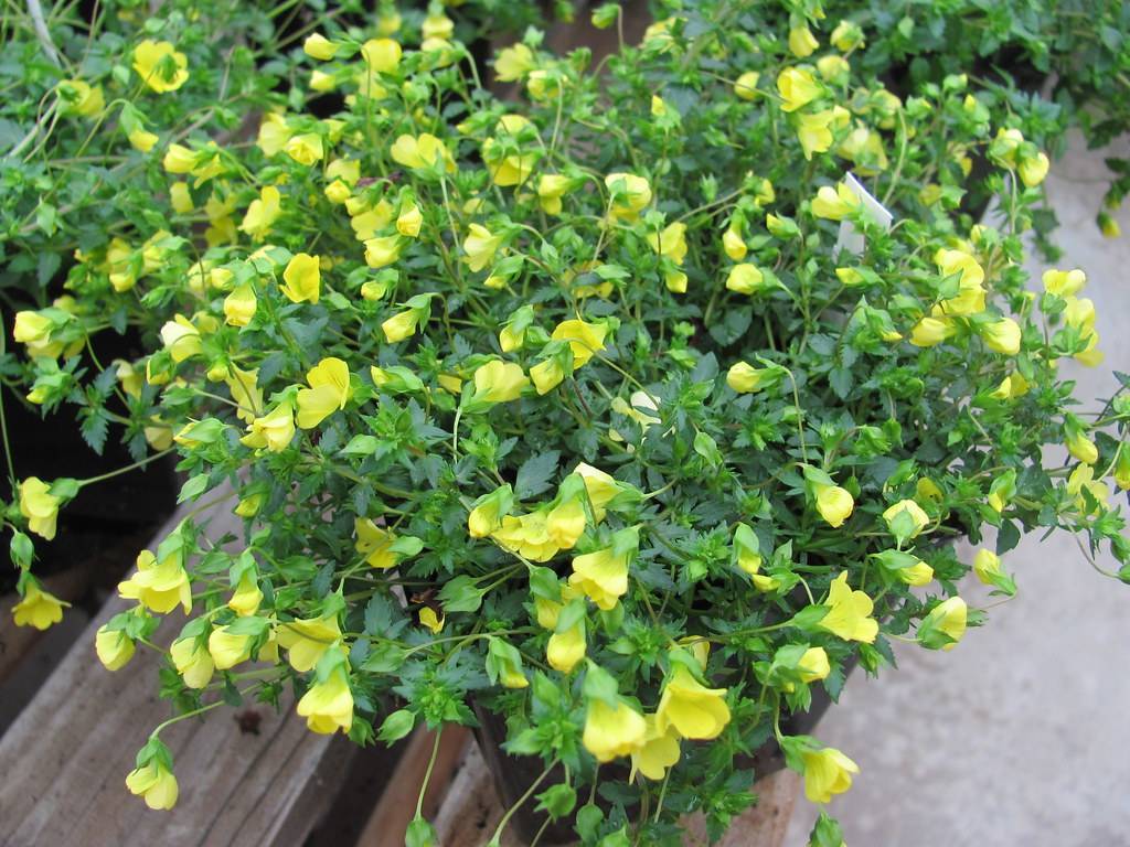 bright-yellow, funnel-like flowers with green sepals, green leaves, and green stems