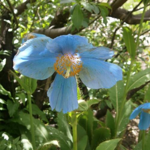 Light-Blue flower with lime-white stigma, lime style, orange anthers, white filaments, white hair, yellow midrib green leaves and stem,