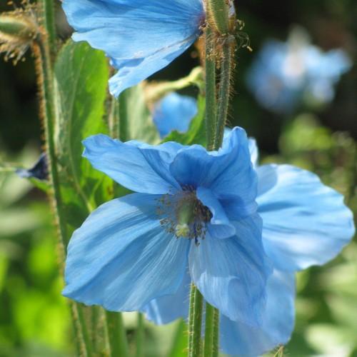 Light-blue flower with lime-white stigma, lime style, dark-green stamen and stems, orange hair, green leaves, yellow midrib and veins.