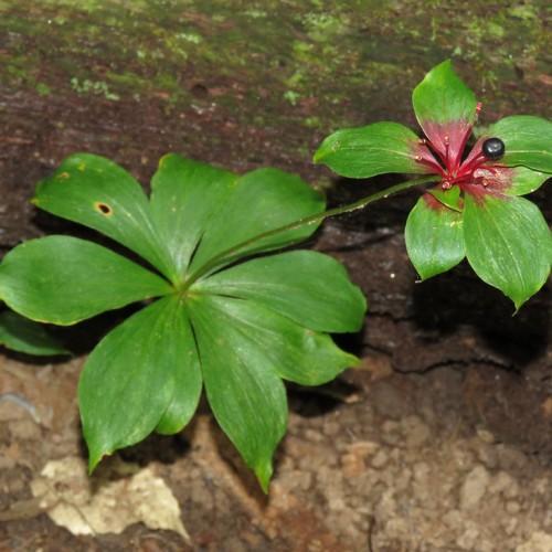 Green flower with burgundy center, black seed, burgundy style and filaments, yellow anthers, green stems, and leaves