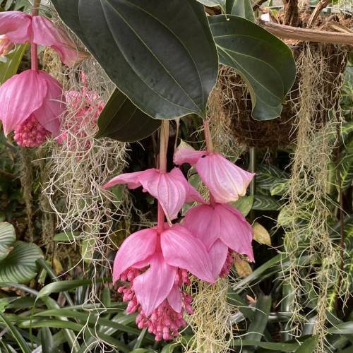 large, showy, pink, hanging flowers with pink, large stamens, and deep-green, large leaves