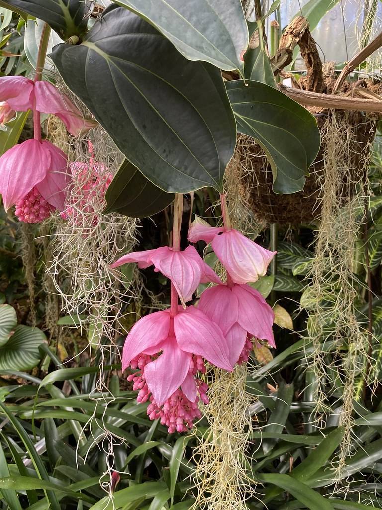 large, showy, pink, hanging flowers with pink, large stamens,  and deep-green, large leaves