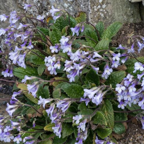 Violet flowers and buds with yellow anthers, lime stipules, lime-brown petiole, white hair, brown stems and green leaves