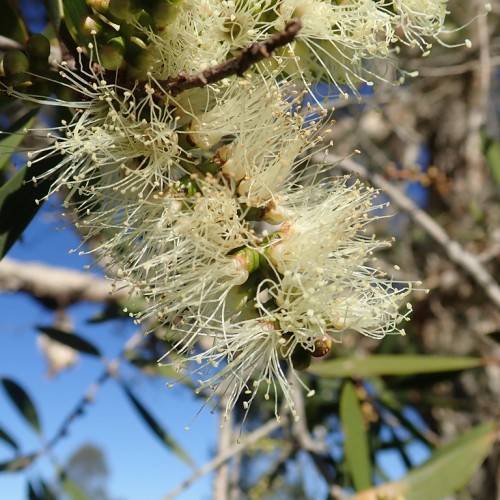 cluster of creamy-white, small, fibrous flowers with woody, deep-brown stem