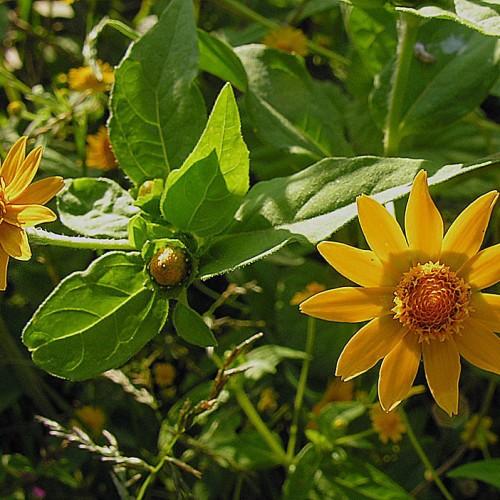 Yellow flower with orange center green leaves and stems, yellow midrib and veins.
