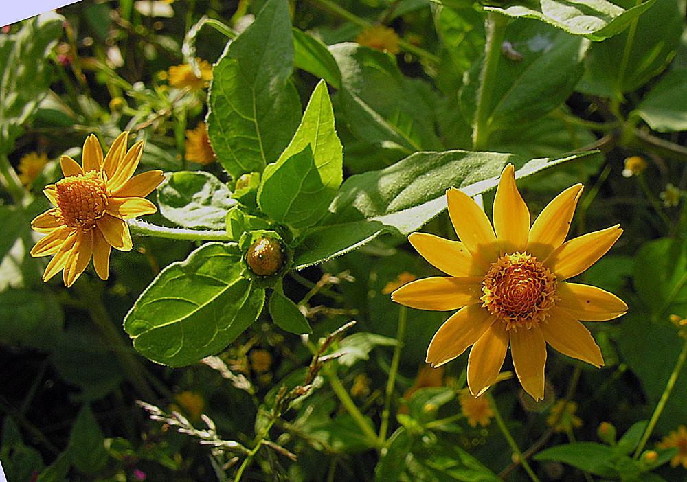 Yellow flower with orange center green leaves and stems, yellow midrib and veins.