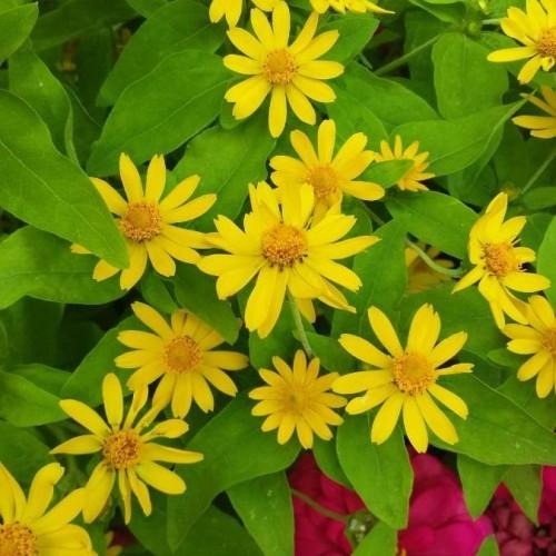 Yellow flower with orange center green sepals leaves and stems, yellow midrib and veins.