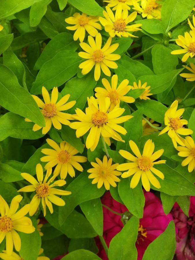 Yellow flower with orange center green sepals leaves and stems, yellow midrib and veins.