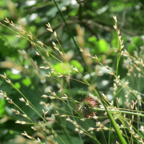 pale-white, tiny, delicate flowers along thin, long, green stems