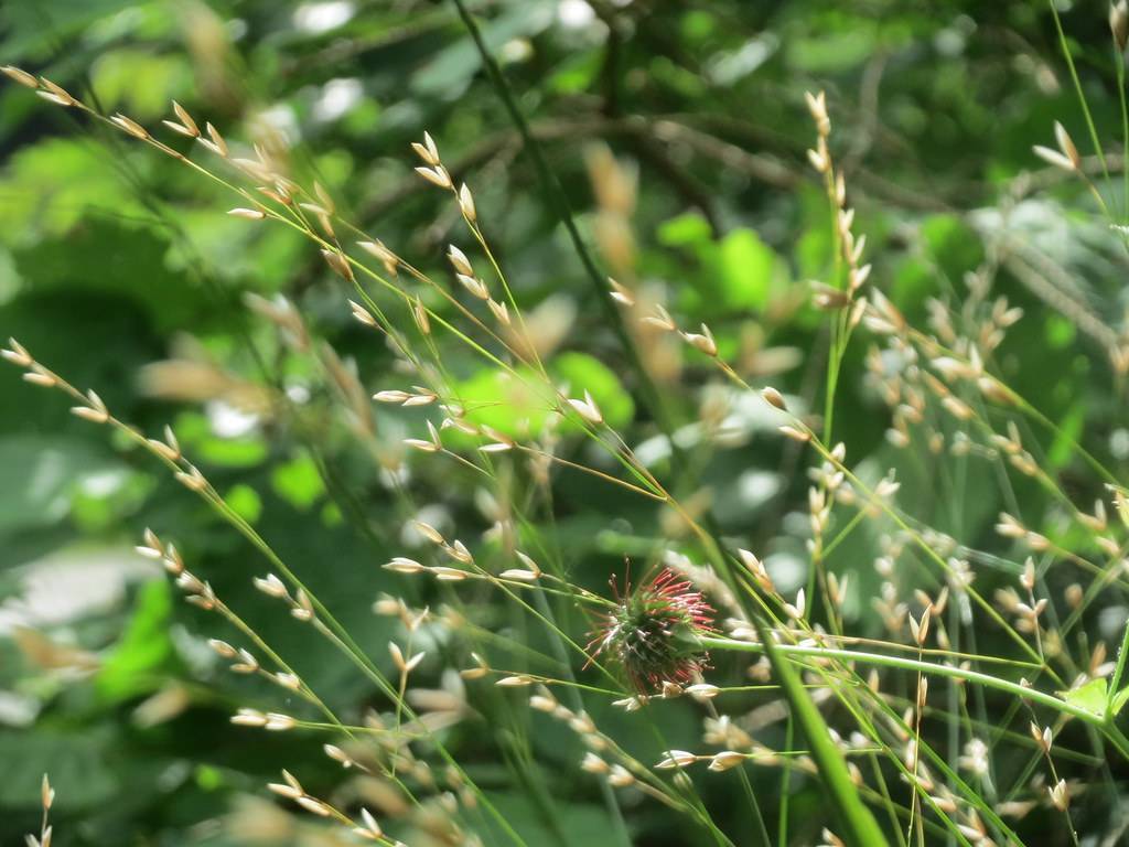 pale-white, tiny, delicate flowers along thin, long, green stems