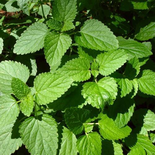 heart-shaped, glossy, dark-green leaves with toothed margins