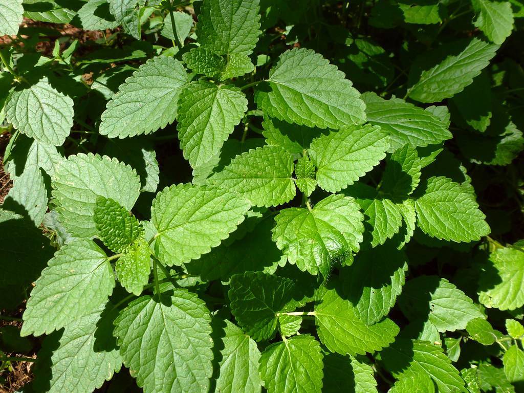 heart-shaped, glossy, dark-green leaves with toothed margins