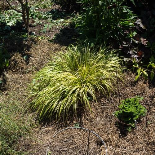 Green-beige leaves, growing out of the soil.