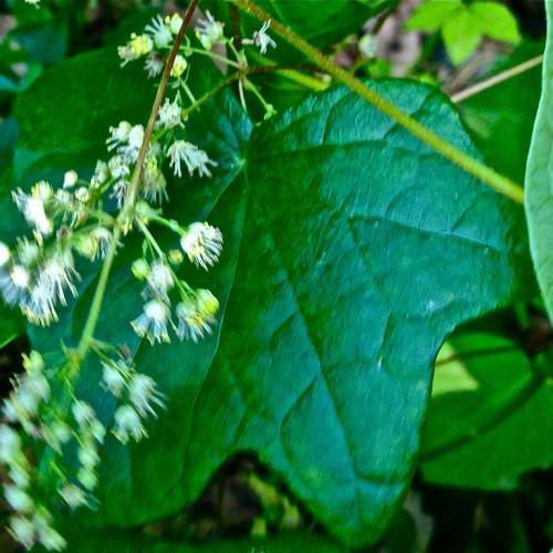 broad, shiny, palmate-shaped, bluish-green leaf with cluster of small, white flowers, and pale-green stems