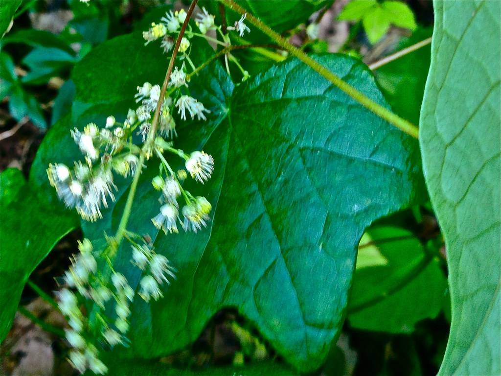 broad, shiny, palmate-shaped, bluish-green leaf with cluster of small, white flowers, and pale-green stems