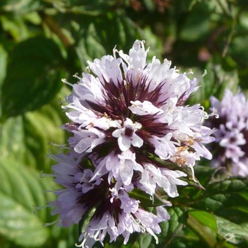 spike-shaped cluster of small, white flowers with violet sepals, and long, white stamens
