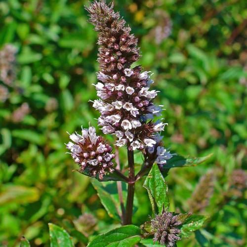 Lavender flowers with stigma, yellow anthers, burgundy-white buds , burgundy stems and green leaves.