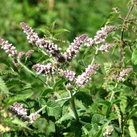 purple-white flowers and buds with green leaves and light-green stems