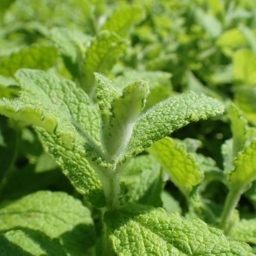 Green leaves with white hair, and lime-white stems.