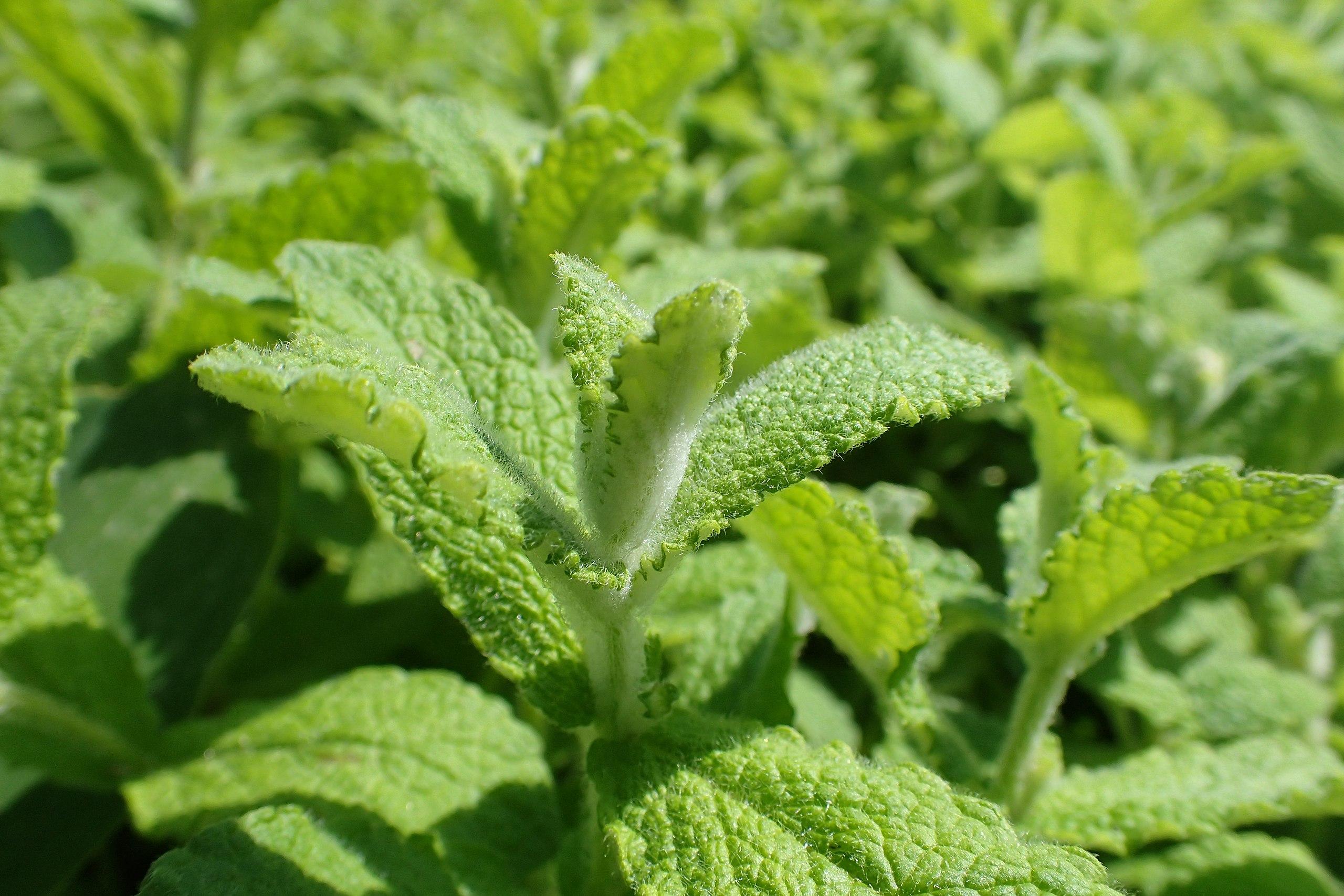 Green leaves with white hair, and lime-white stems.