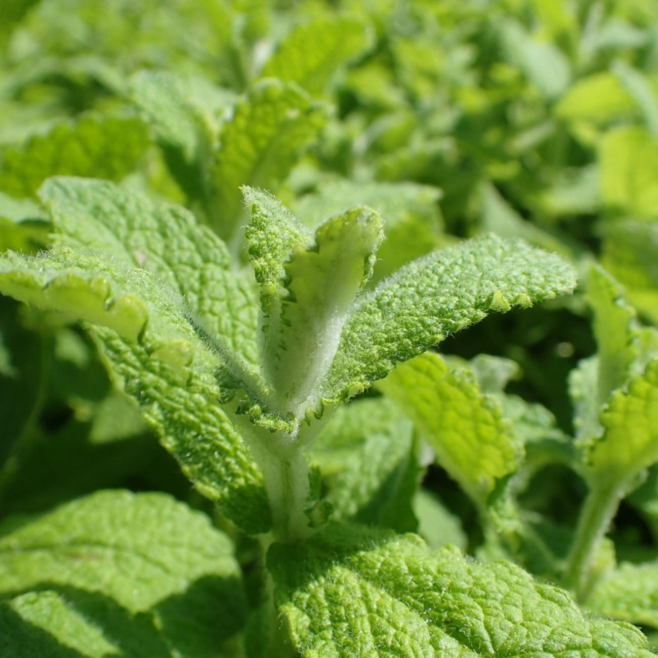 Apple Mint Image